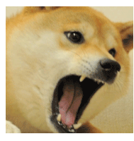 Doge