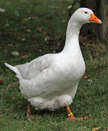 goose.jpg.f93b921a33817fa2be2ea4e509950a5f.jpg
