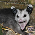 oPOSSUM